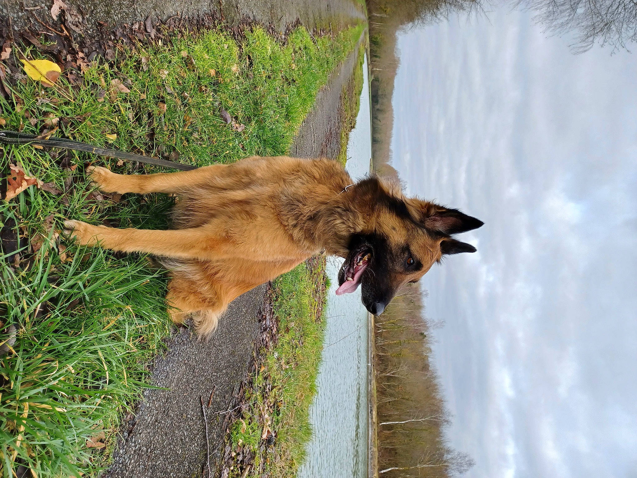 Igor participe au concours pour gagner de l'argent avec cette photo : belgian_shepherd_malinois, carnivore, dog, dog_breed, east_european_shepherd, fur, german_shepherd_dog, grass, king_shepherd, old_german_shepherd_dog, plant, sporting_group, tail, terrestrial_animal, tree, water, wildlife, wood