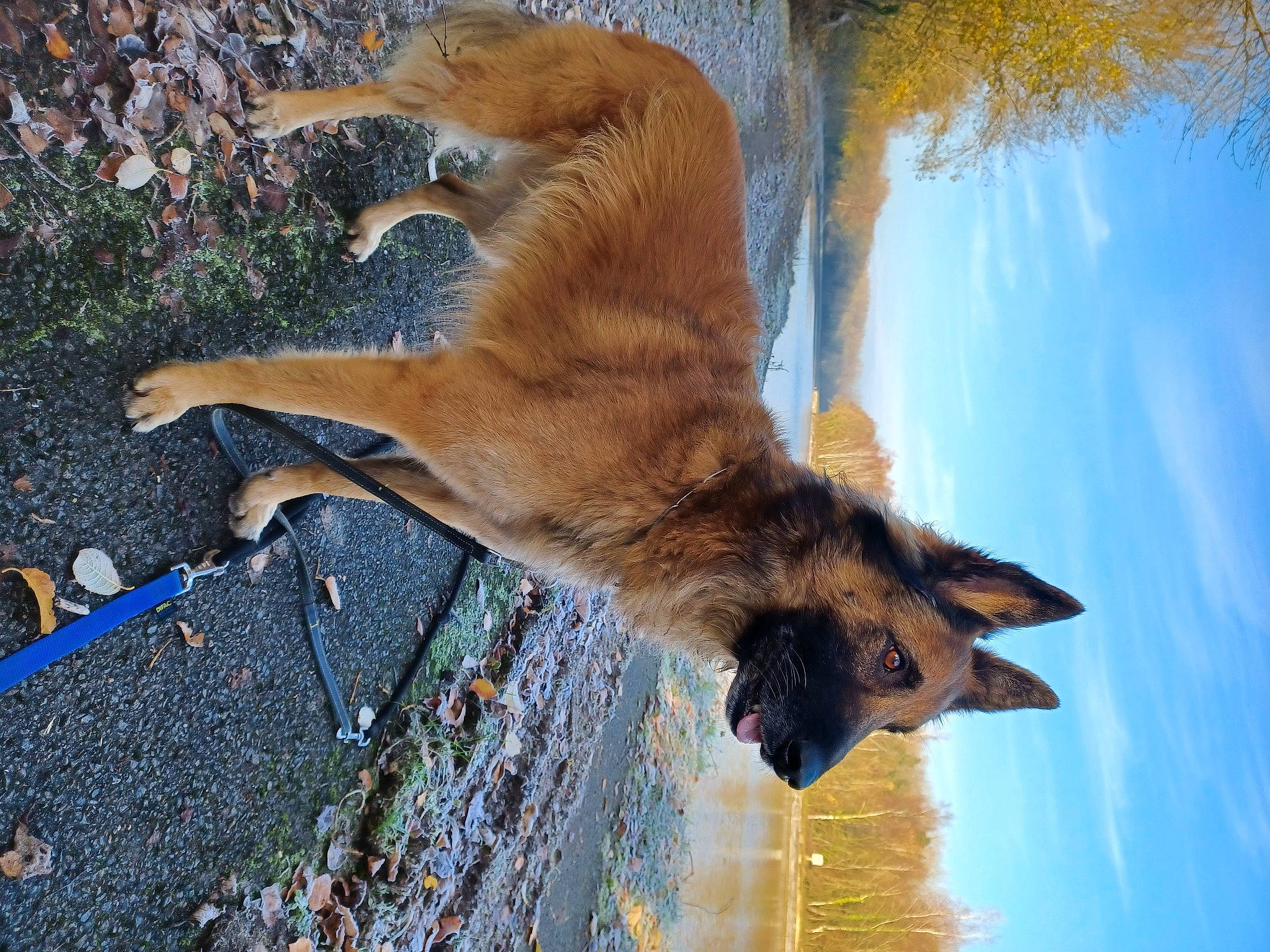 Igor participe au concours pour gagner de l'argent avec cette photo : carnivore, dog_breed, fawn, felidae, fur, plant, red_fox, sky, small_to_medium_sized_cats, snout, tail, terrestrial_animal, tree, trunk, twig, water, whiskers, wildlife, window, wood