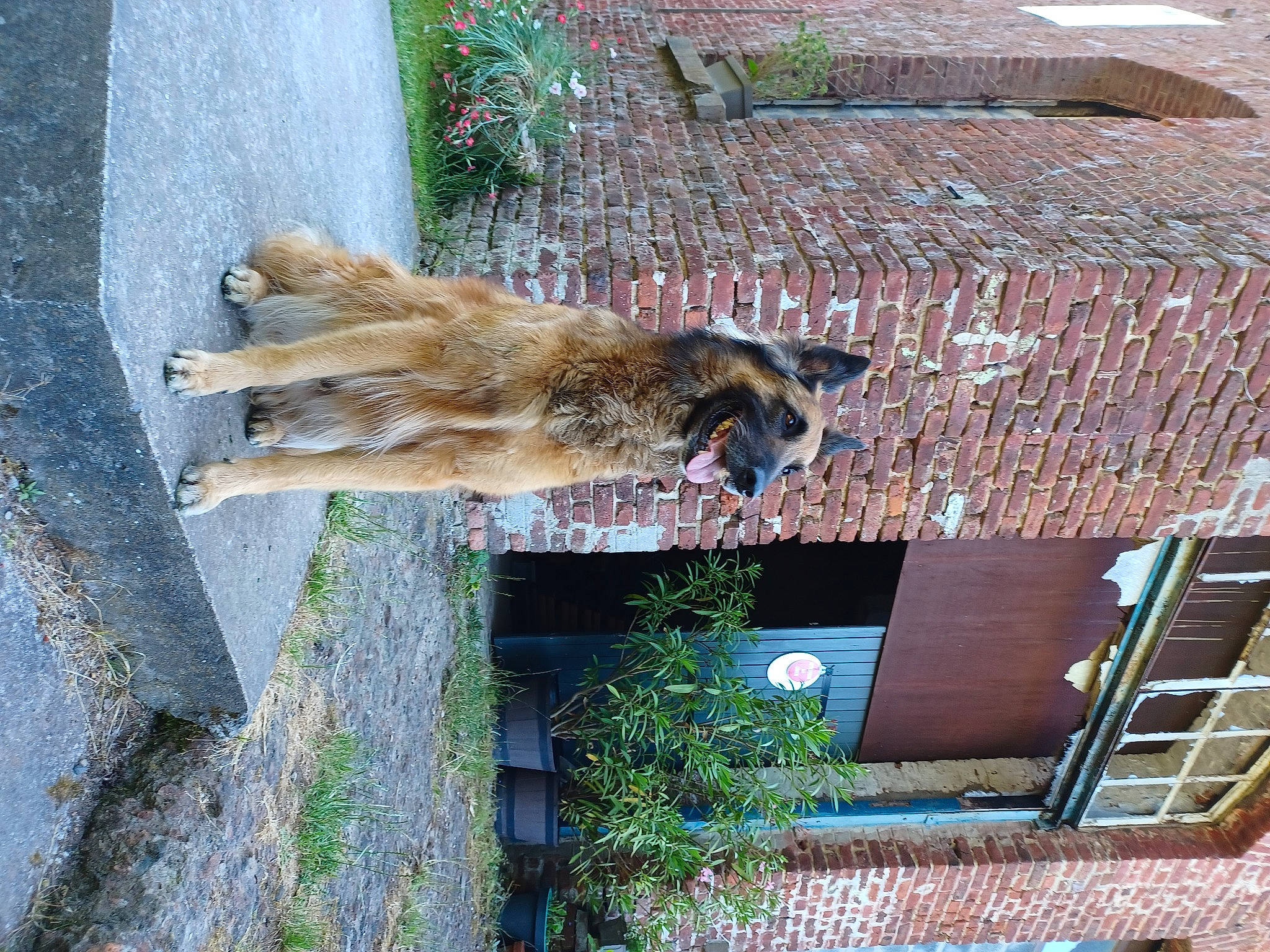 Igor a rejoint le concours — aidez-le/la à gagner de superbes lots ! brickwork, building, carnivore, dog, dog_breed, facade, fawn, felidae, fur, house, plant, roof, shadow, sporting_group, tail, window, wood