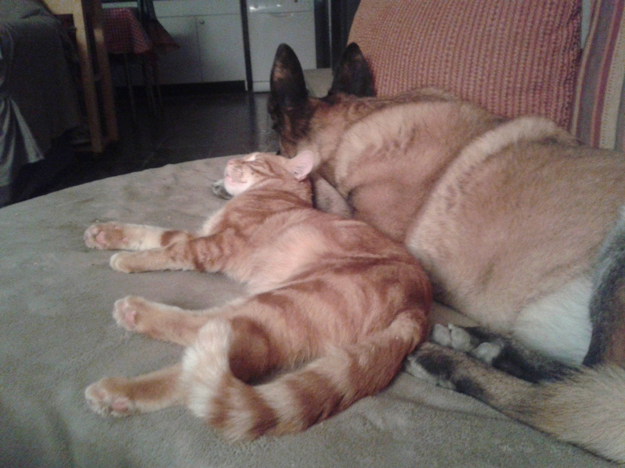 Caramel a rejoint le concours — aidez-le/la à gagner de superbes lots ! canidae, carnivore, comfort, companion_dog, dog, dog_breed, fawn, felidae, floor, flooring, fur, hardwood, nap, paw, small_to_medium_sized_cats, snout, sporting_group, tail, whiskers, wood