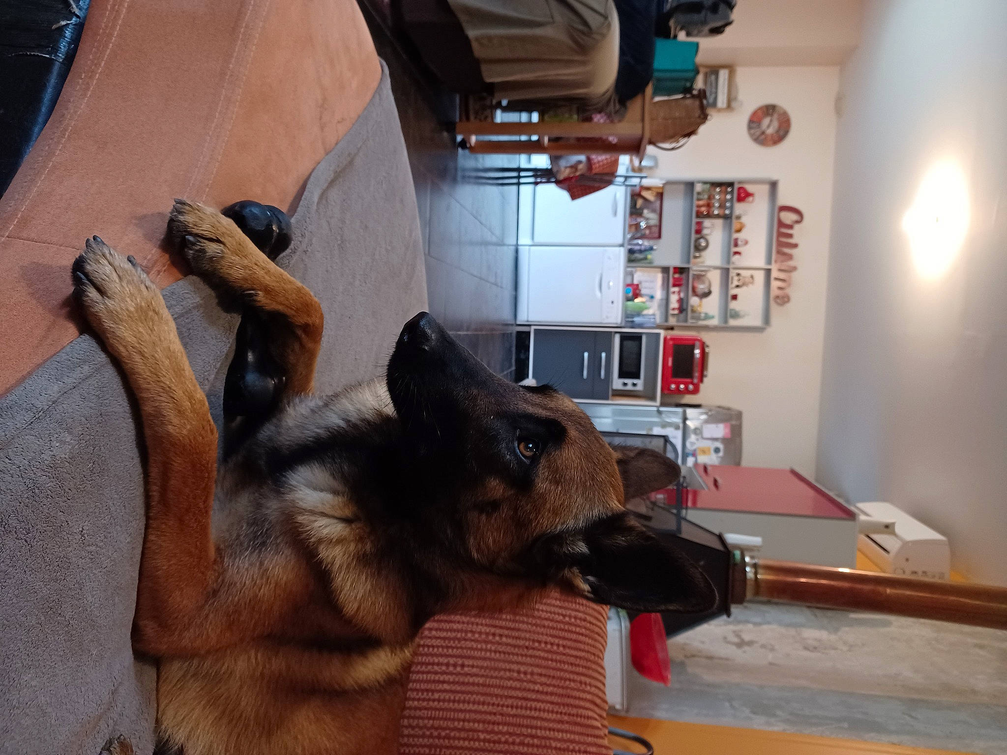 Eva participe au concours pour gagner de l'argent avec cette photo : canidae, carnivore, companion_dog, dobermann, dog, dog_breed, ear, fawn, flooring, fur, german_shepherd_dog, gesture, guard_dog, old_german_shepherd_dog, snout, sporting_group, table, tail, wood, working_animal