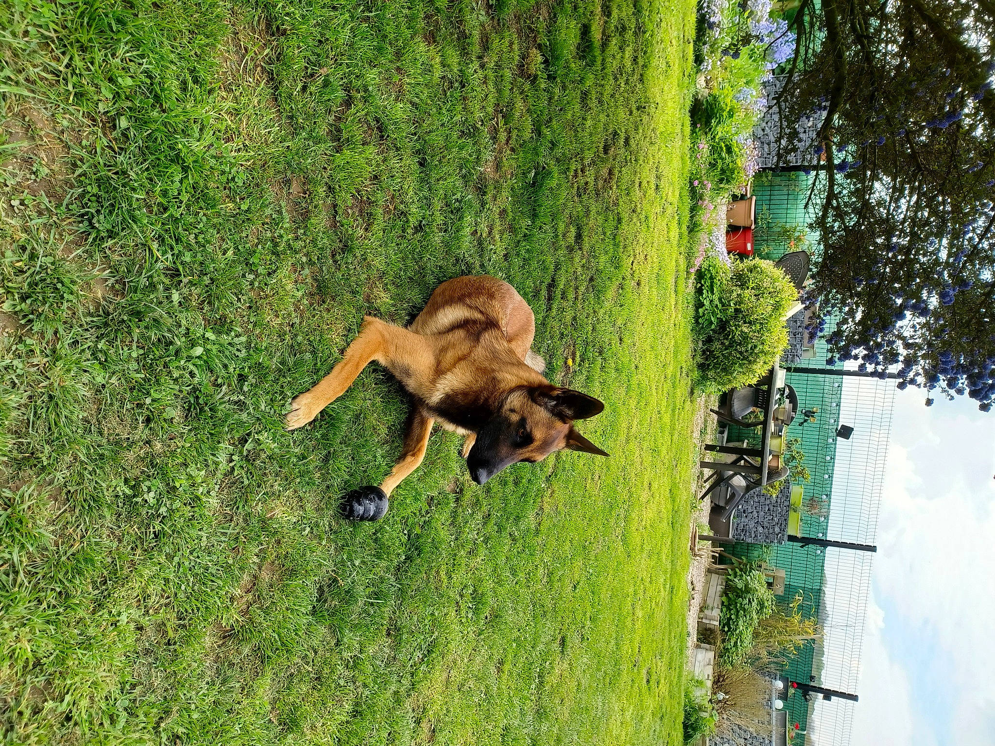 Eva a rejoint le concours — aidez-le/la à gagner de superbes lots ! art, canidae, carnivore, cloud, companion_dog, dog, dog_breed, fawn, grass, grassland, lawn, pasture, plant, sky, sporting_group, tail, terrestrial_animal, tree, wildlife, working_animal