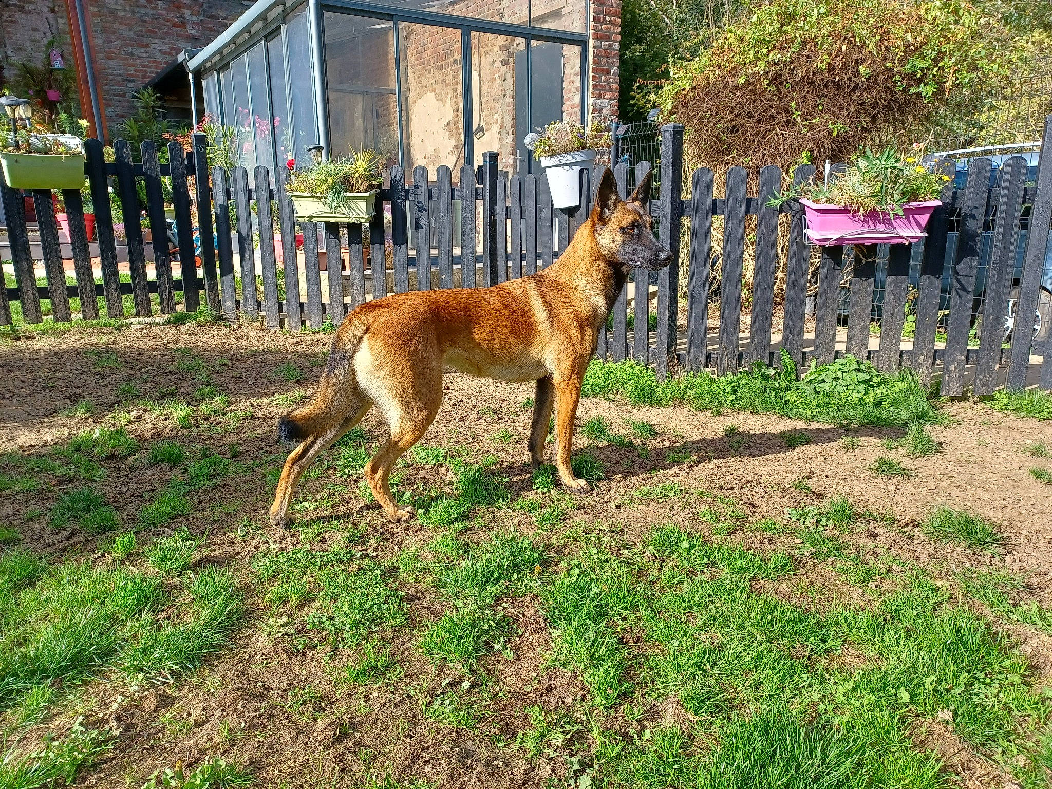 Eva a rejoint le concours — aidez-le/la à gagner de superbes lots ! canidae, carnivore, collar, dog, dog_breed, dog_supply, fawn, fence, grass, guard_dog, herding_dog, home_fencing, old_german_shepherd_dog, plant, snout, sporting_group, tail, tree, working_dog, yard