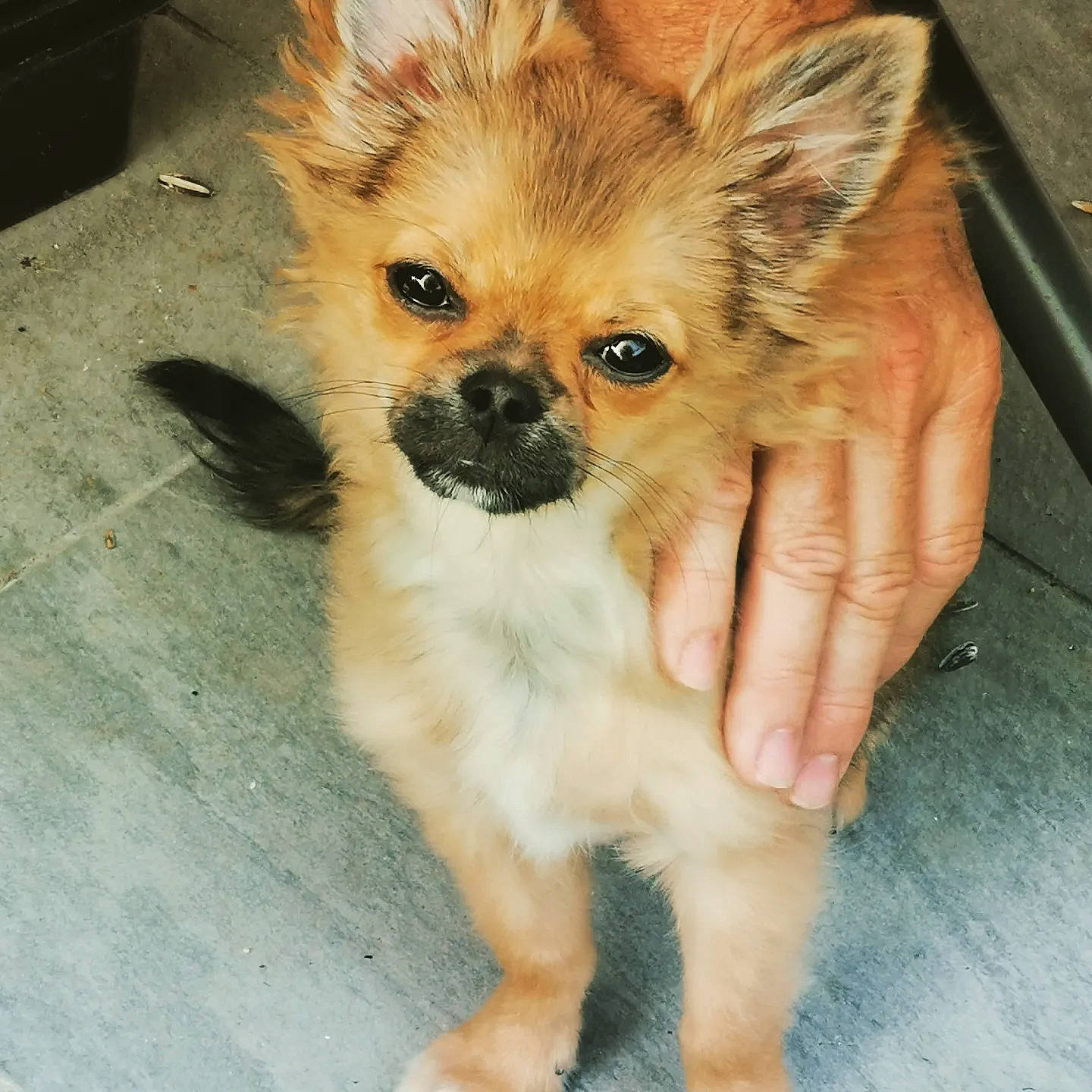 Tom participe au concours pour gagner de l'argent avec cette photo : canidae, carnivore, companion_dog, dog, dog_breed, dog_supply, ear, fawn, fur, german_spitz_klein, liver, non_sporting_group, puppy, snout, sporting_group, terrestrial_animal, toy_dog, volpino_italiano, whiskers, working_animal