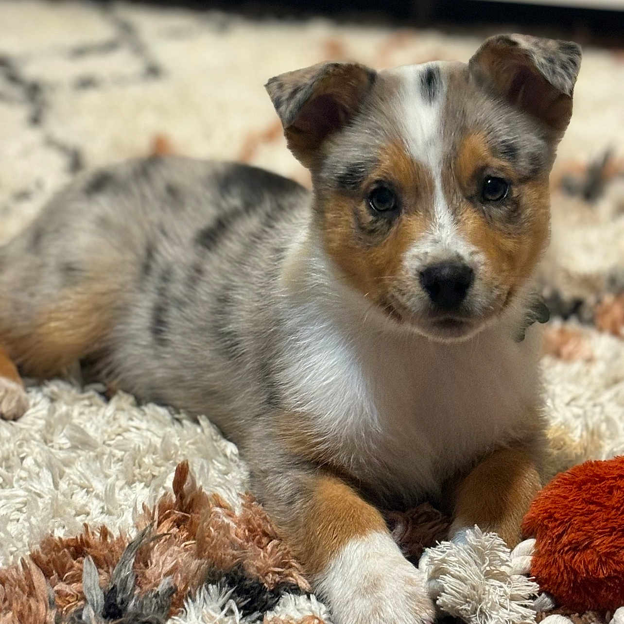 Oakley joined the competition — help win amazing prizes! animal, ball, blanket, canine, cat, couch, dog, football, furniture, homedecor, hound, pet, puppy, rock, soccer, soccerball, sport, tennis, tennisball, toy