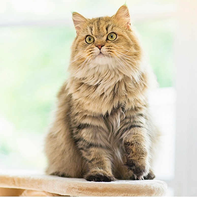 Bober a rejoint le concours — aidez-le/la à gagner de superbes lots ! abyssinian, angora, animal, cat, kitten, manx, pet