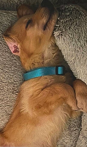 Ryder is registered to the contest to win money with this photo: canidae, carnivore, collar, companion_dog, dog, dog_breed, dog_collar, dog_supply, ear, fawn, felidae, fur, liver, paw, snout, sporting_group, tail, toy_dog, whiskers, working_animal