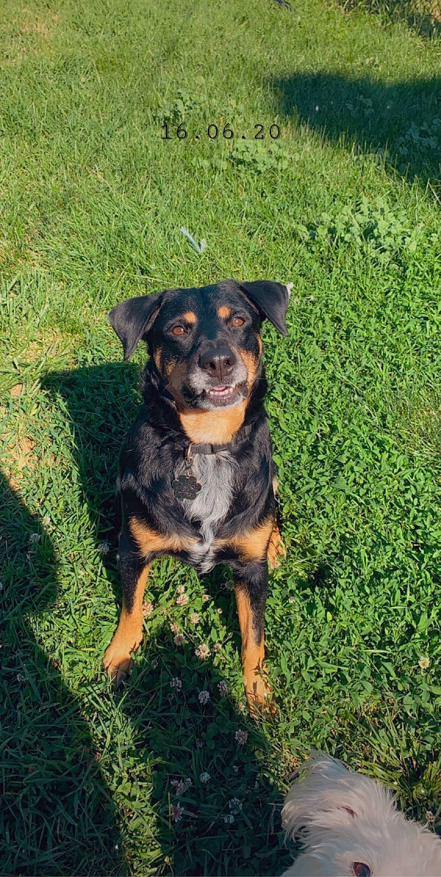 Smores is registered to the contest to win money with this photo: austrian_black_and_tan_hound, beauceron, black_and_tan_terrier, canidae, carlin_pinscher, carnivore, companion_dog, dog, dog_breed, grass, huntaway, mammal, miniature_pinscher, plant, rare_breed_dog, rottweiler, vertebrate, working_dog