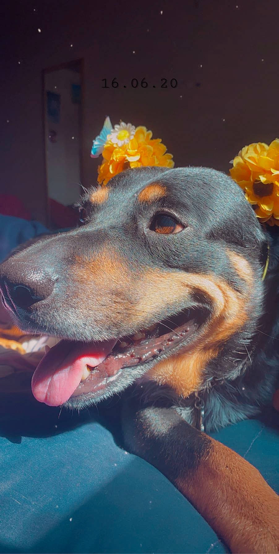 Smores joined the competition — help win amazing prizes! canidae, carnivore, dachshund, dobermann, dog, dog_breed, ear, guard_dog, head, miniature_pinscher, nose, pinscher, rottweiler, snout, sporting_group, working_dog