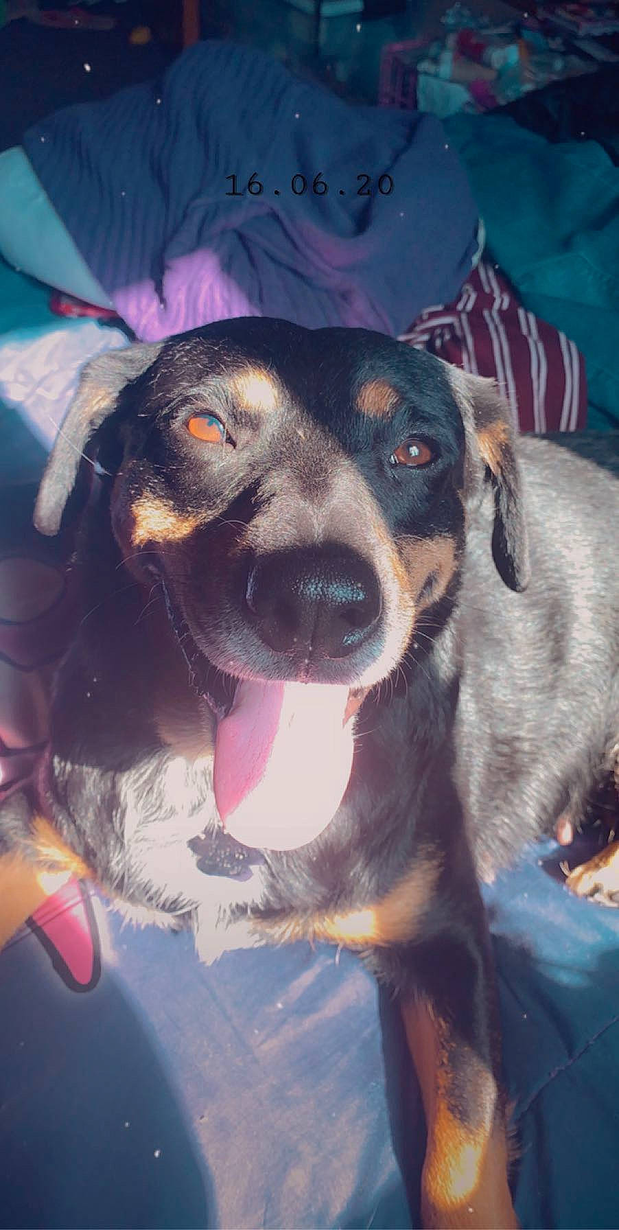 Smores is registered to the contest to win money with this photo: austrian_black_and_tan_hound, canidae, carnivore, dachshund, dog, dog_breed, fawn, hellenikos_ichnilatis, huntaway, hunting_dog, mammal, montenegrin_mountain_hound, nose, snout, transylvanian_hound, vertebrate, working_dog