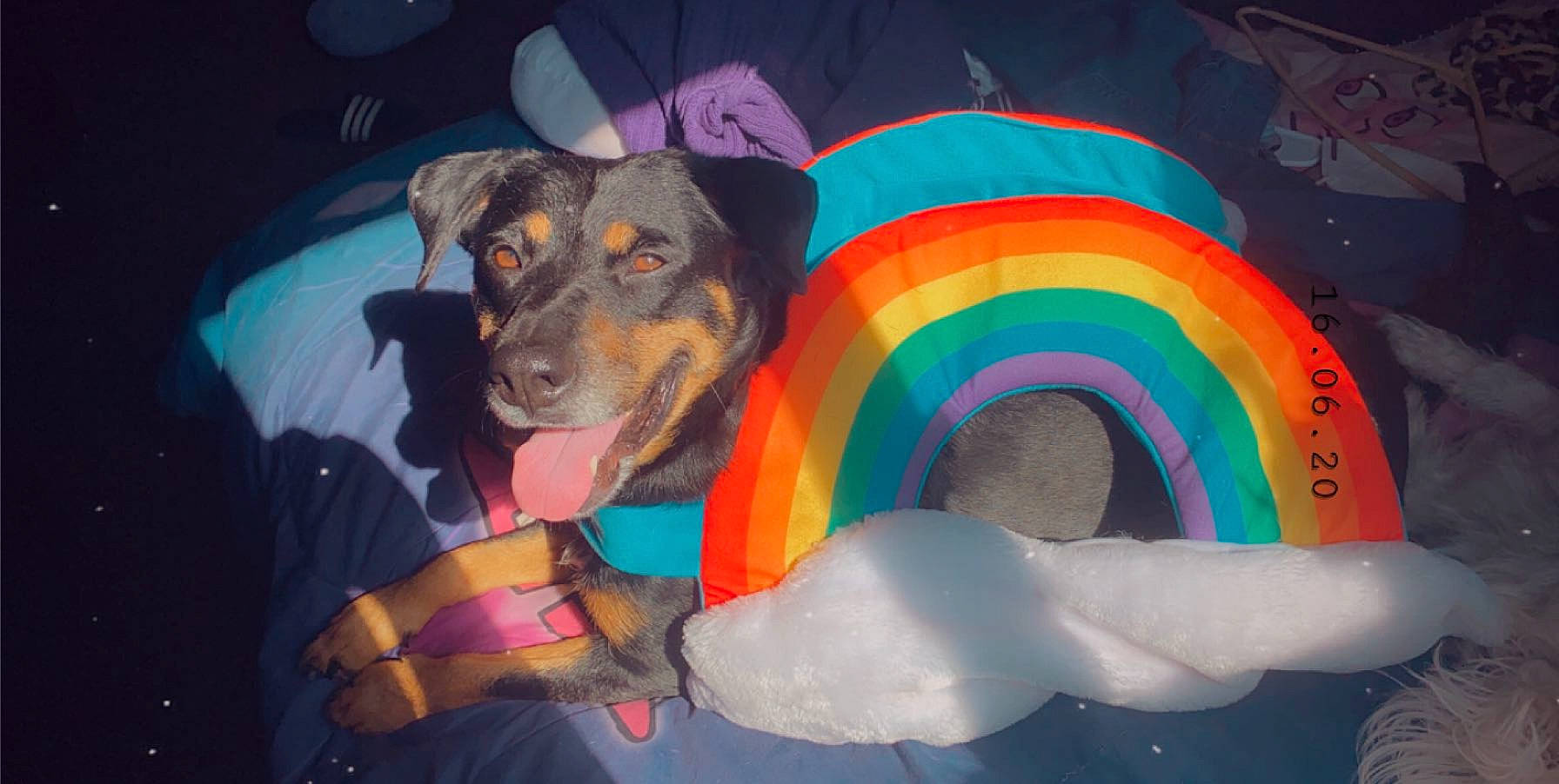 Smores joined the competition — help win amazing prizes! art, canidae, carnivore, dog, dog_breed, rottweiler, snout