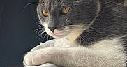Arrow participe au concours pour gagner de l'argent avec cette photo : amber_eyes, animal, blanket, cat, closeup, cozy, cute, domestic_cat, feline, gray_cat, indoor, paw, pet, pink_paw_pads, relaxed, resting, sleepy, soft_texture, whiskers, white_fur