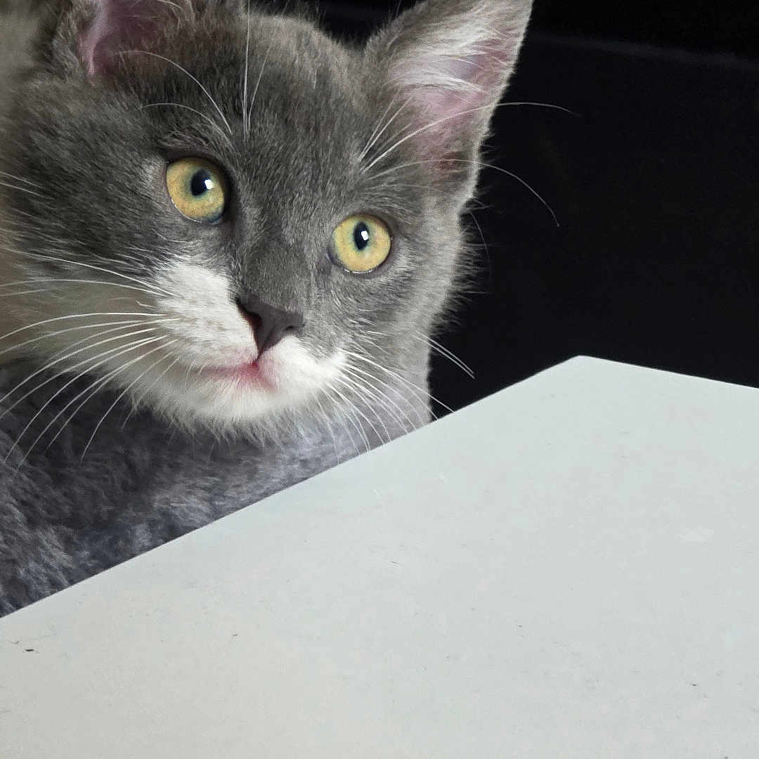 Arrow participe au concours pour gagner de l'argent avec cette photo : cat, kitten, gray_cat, white_fur, curious, peeking, face, whiskers, ears, yellow_eyes, pet, animal, feline, indoor, closeup, young, cute, fur, table, dark_background