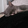 kitten, cat, sleeping, gray_cat, white_paws, close_up, indoor, soft_texture, black_surface, peaceful, resting, fur, whiskers, pet, animal, cute, cozy, home, relaxation, portrait