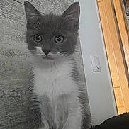 Arrow participe au concours pour gagner de l'argent avec cette photo : kitten, cat, gray, white, indoor, wall, door, light_switch, fur, cute, small, pet, animal, curious, sitting, young, portrait, feline, whiskers, eyes