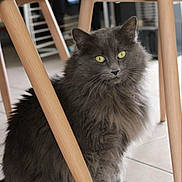 Pûkyi participe au concours pour gagner de l'argent avec cette photo : animal, cat, chair_legs, curious, domestic_cat, feline, floor, fluffy, fur, gray_cat, home, indoor, natural_light, pet, quiet, resting, sitting, tile_floor, wooden_legs, yellow_eyes