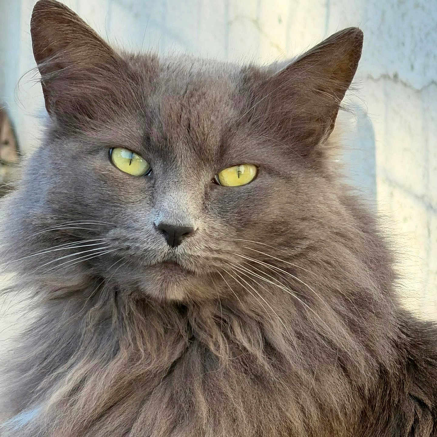 Pûkyi a rejoint le concours — aidez-le/la à gagner de superbes lots ! cat, gray_cat, fluffy_fur, yellow_eyes, close_up, portrait, animal, pet, feline, whiskers, ears, face, outdoor, soft_light, texture, curious, alert, mammal, domestic_cat, fur
