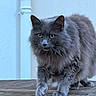 cat, gray_cat, fluffy, fur, animal, pet, walking, wooden_surface, yellow_eyes, outdoor, pipe, wall, focused, intense_gaze, mammal, feline, whiskers, claws, portrait, close_up