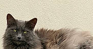 Pûkyi participe au concours pour gagner de l'argent avec cette photo : animal, cat, closeup, cream_wall, domestic_cat, ears, eyes, feline, fluffy, fur, gray, indoor, lounging, paws, pet, relaxed, resting, texture, whiskers, wooden_table