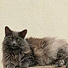 cat, fluffy, gray, lounging, wooden_table, fur, relaxed, pet, animal, indoor, texture, cream_wall, whiskers, ears, paws, eyes, domestic_cat, feline, resting, closeup
