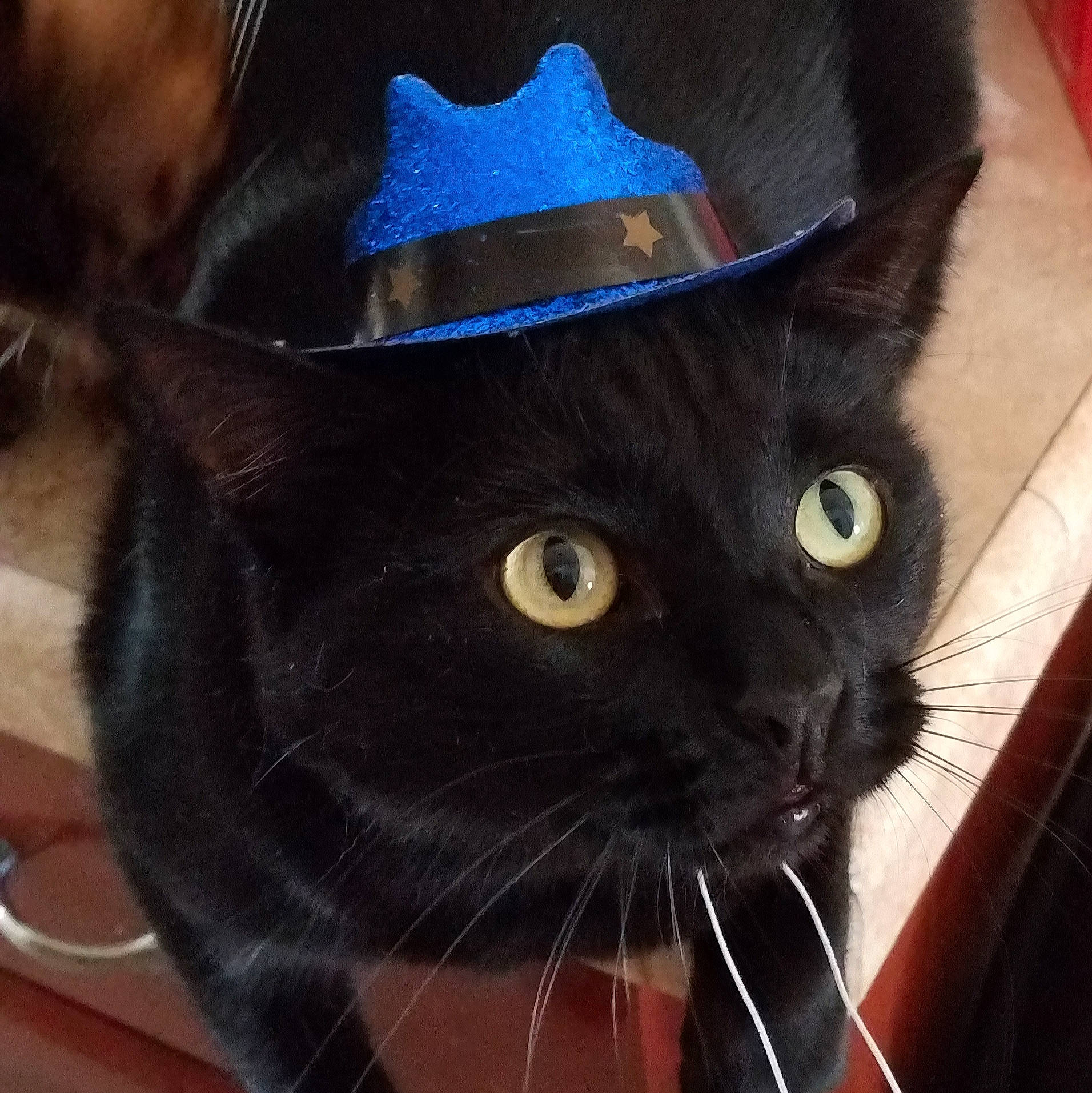 Kipper joined the competition — help win amazing prizes! bombay, carnivore, cat, comfort, costume_hat, cowboy_hat, electric_blue, fashion_accessory, fedora, felidae, fur, hat, small_to_medium_sized_cats, snout, sun_hat, sunglasses, whiskers
