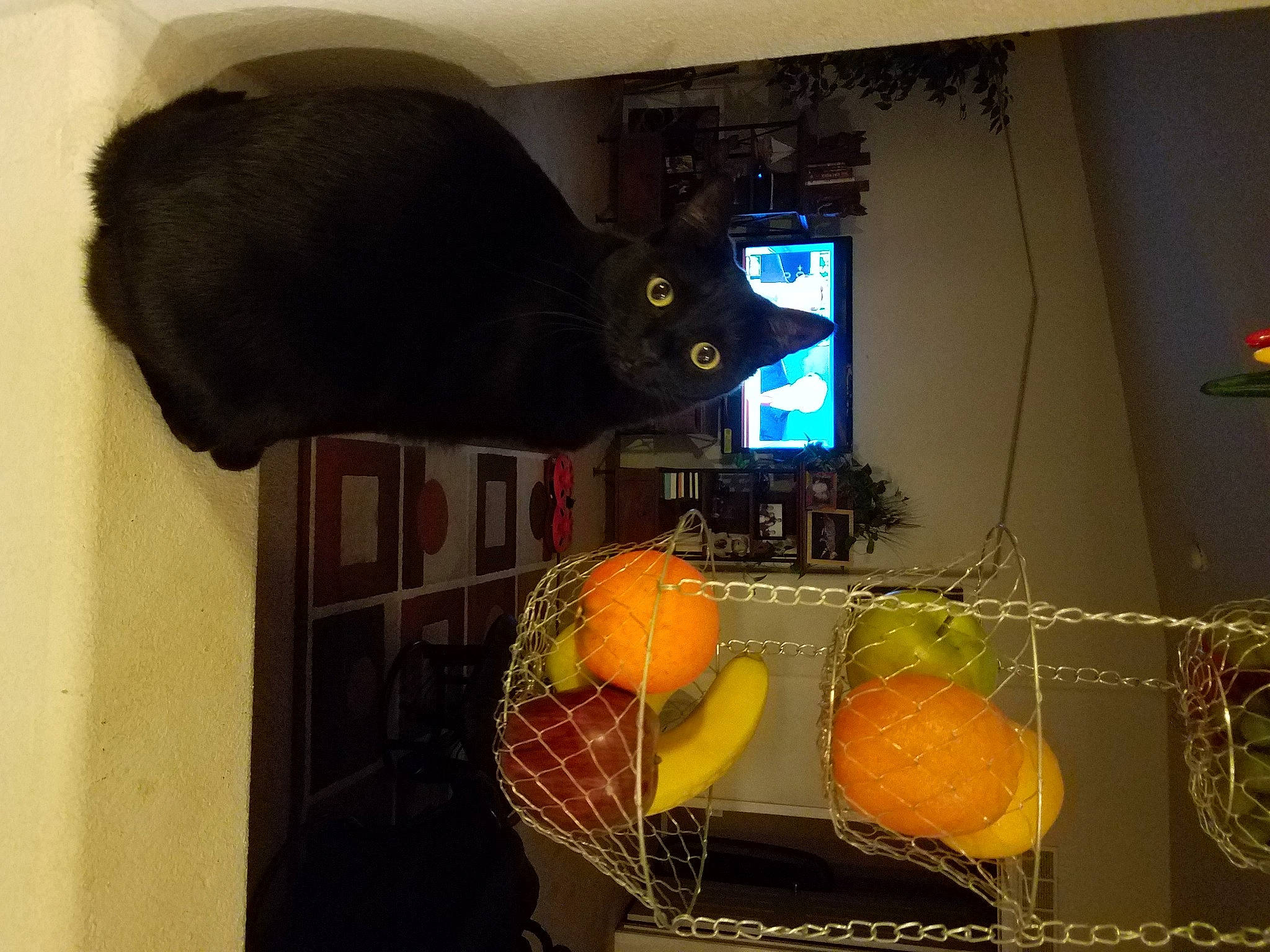 Kipper is registered to the contest to win money with this photo: citrus, clementine, cucurbita, food, fruit, gourd, grapefruit, houseplant, interior_design, mandarin_orange, natural_foods, orange, plant, produce, rangpur, room, tangelo, television_set, valencia_orange, vegetable