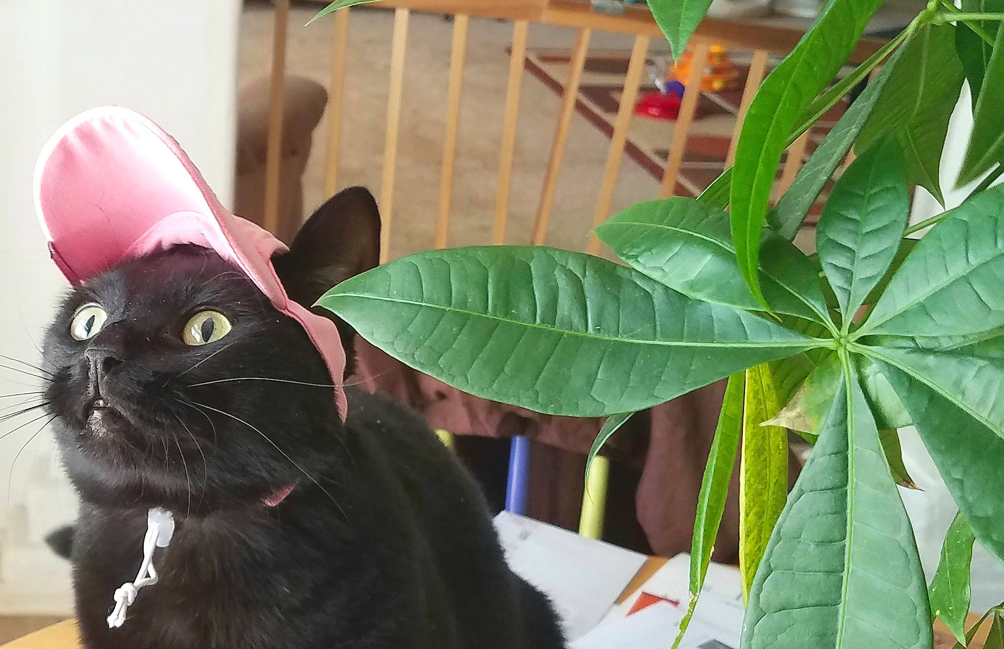 Kipper joined the competition — help win amazing prizes! black_cat, bombay, carnivore, cat, collar, domestic_short_haired_cat, felidae, flowering_plant, flowerpot, fur, grass, houseplant, plant, small_to_medium_sized_cats, snout, terrestrial_plant, whiskers