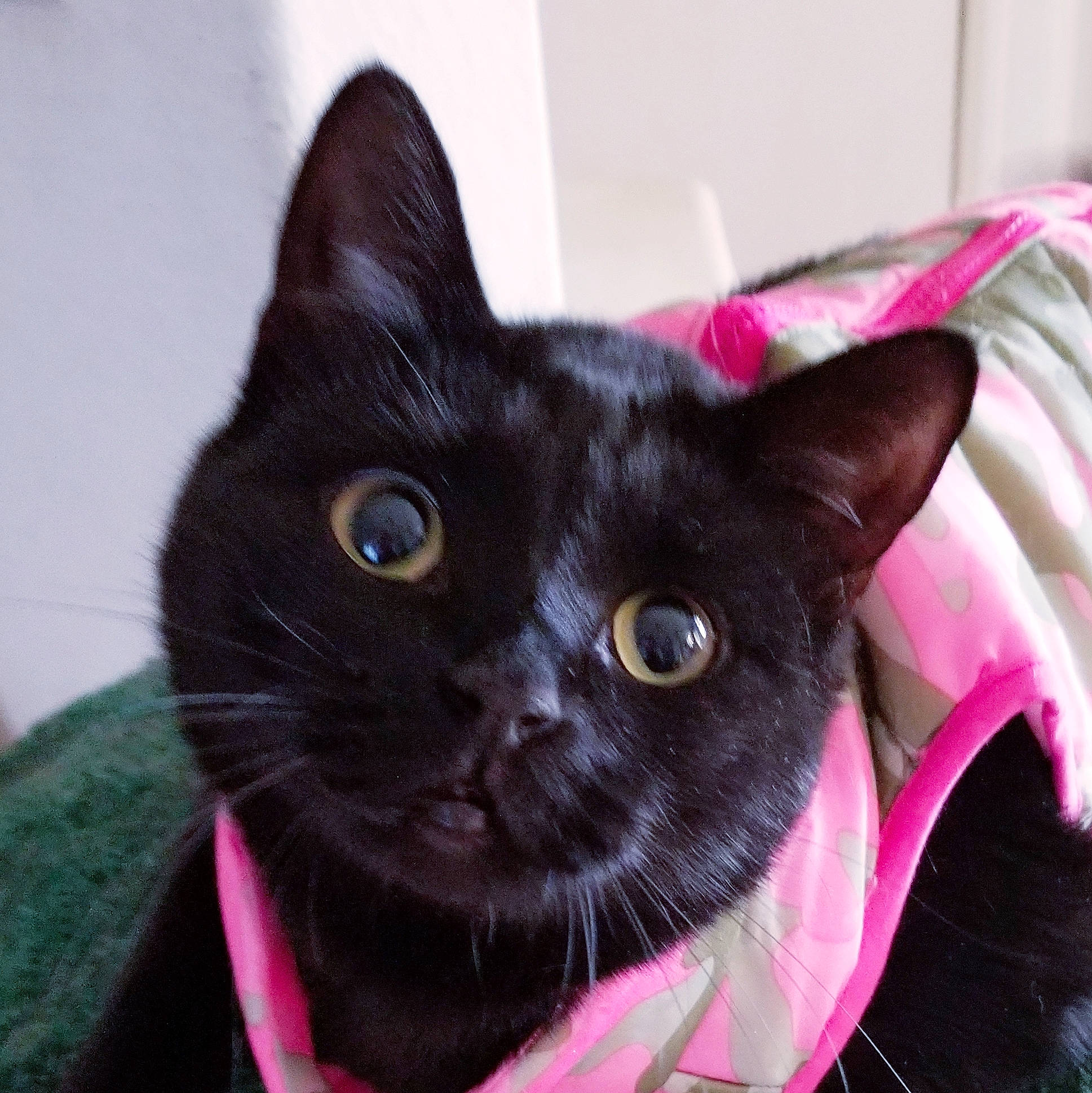 Kipper is registered to the contest to win money with this photo: black_cat, bombay, carnivore, cat, cat_supply, collar, creative_arts, domestic_short_haired_cat, felidae, fur, grass, magenta, pet_supply, small_to_medium_sized_cats, snout, whiskers
