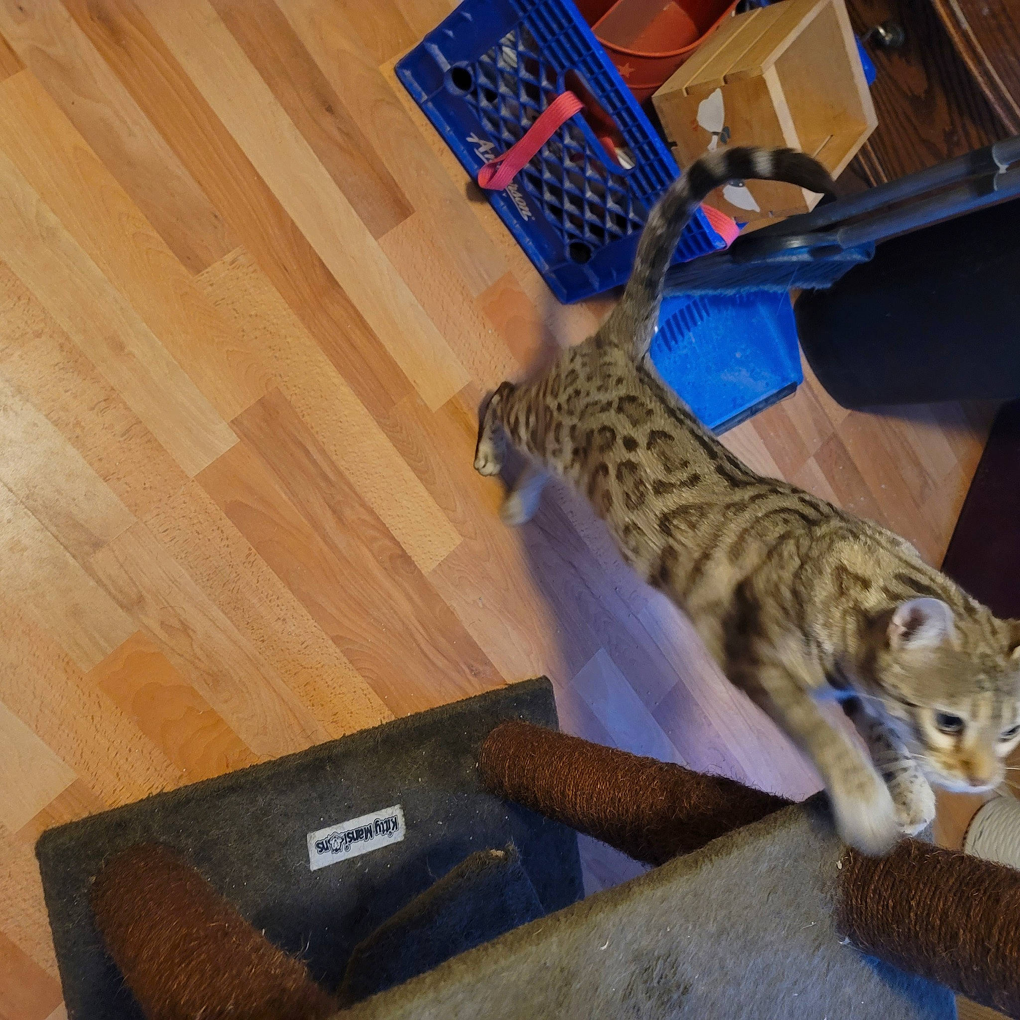 Paprika is registered to the contest to win money with this photo: carnivore, cat, comfort, domestic_short_haired_cat, electric_blue, felidae, flooring, fur, hardwood, laminate_flooring, plank, plywood, small_to_medium_sized_cats, table, tail, varnish, whiskers, wood, wood_flooring, wood_stain