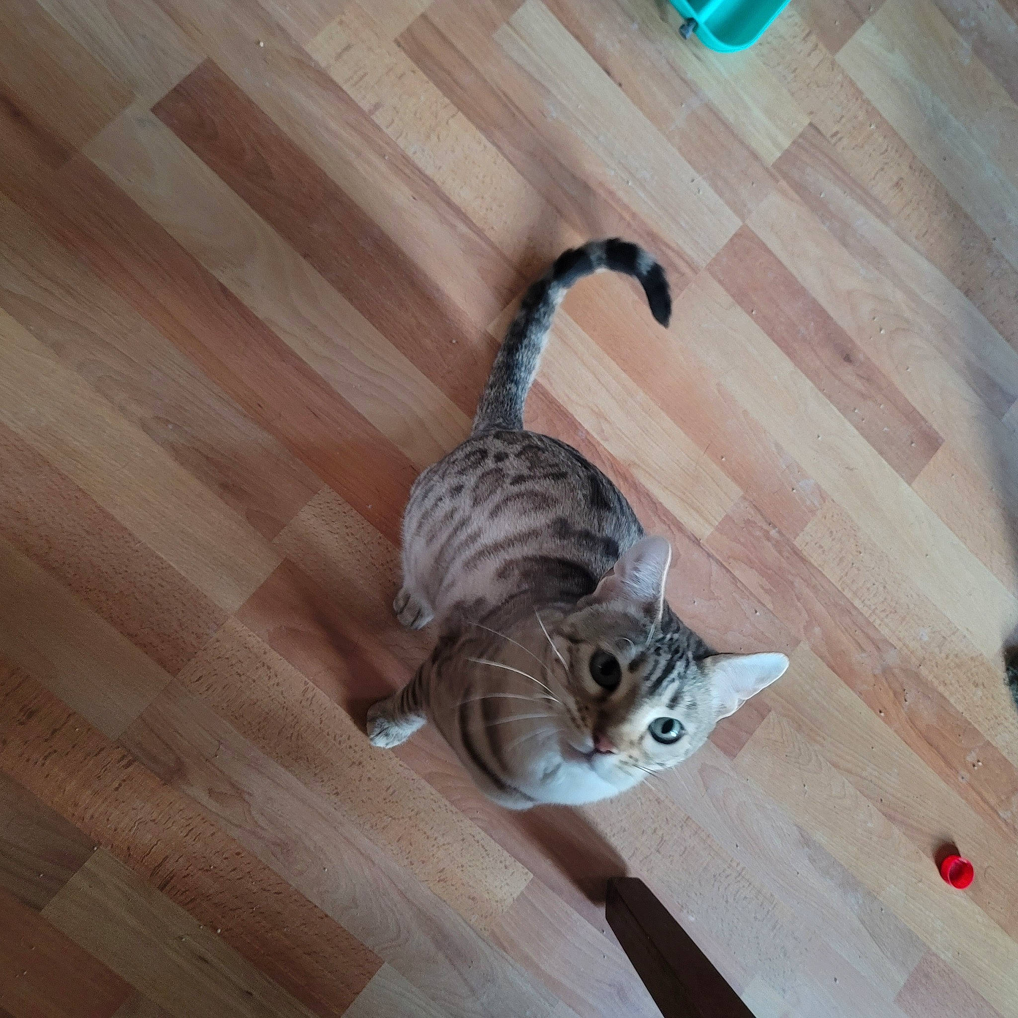Paprika is registered to the contest to win money with this photo: carnivore, cat, comfort, fawn, felidae, floor, flooring, fur, hardwood, laminate_flooring, plank, small_to_medium_sized_cats, snout, tail, varnish, whiskers, window, wood, wood_flooring, wood_stain