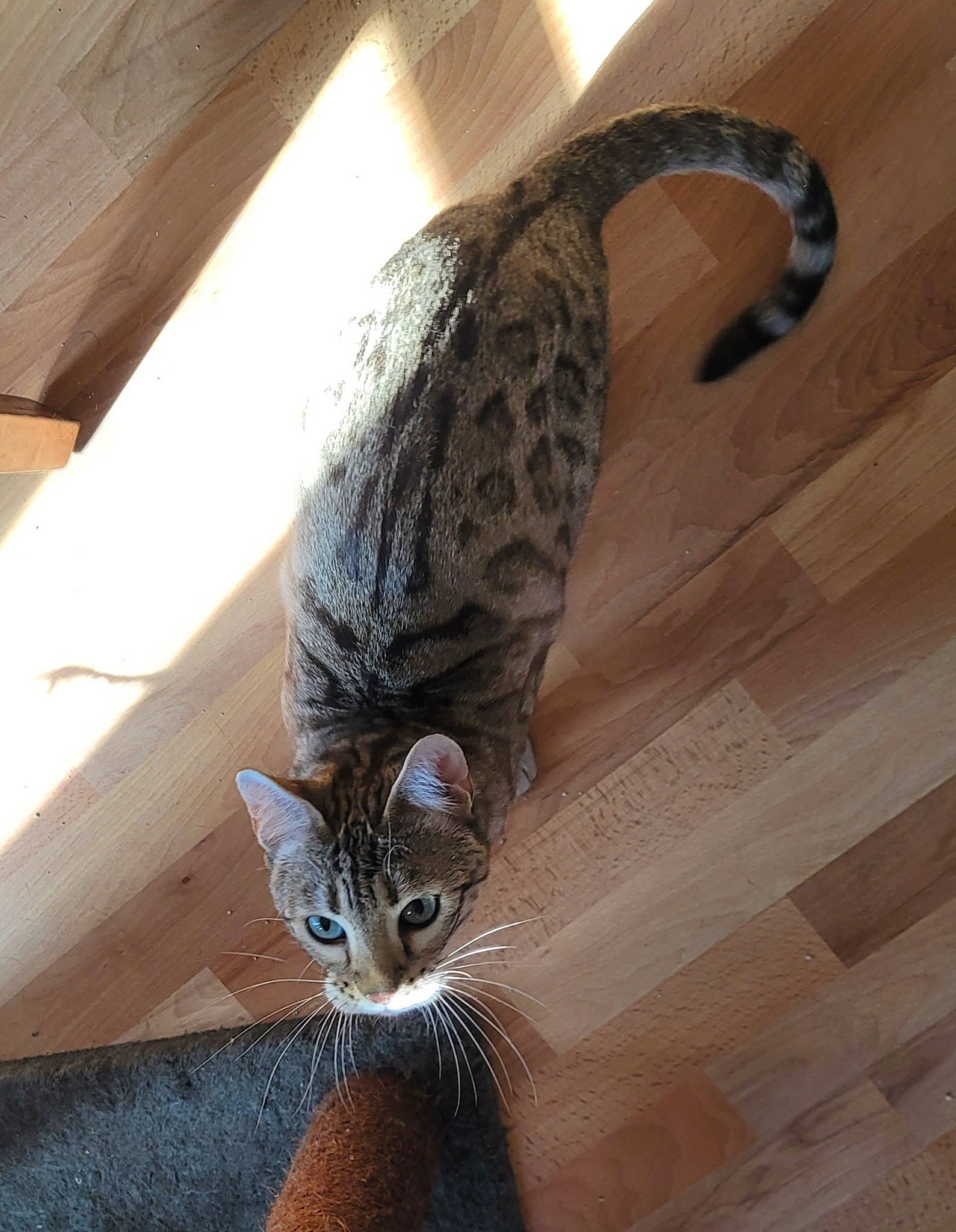 Paprika is registered to the contest to win money with this photo: carnivore, cat, claw, comfort, domestic_short_haired_cat, felidae, floor, flooring, fur, hardwood, laminate_flooring, room, small_to_medium_sized_cats, snout, tail, terrestrial_animal, whiskers, wood, wood_flooring, wood_stain