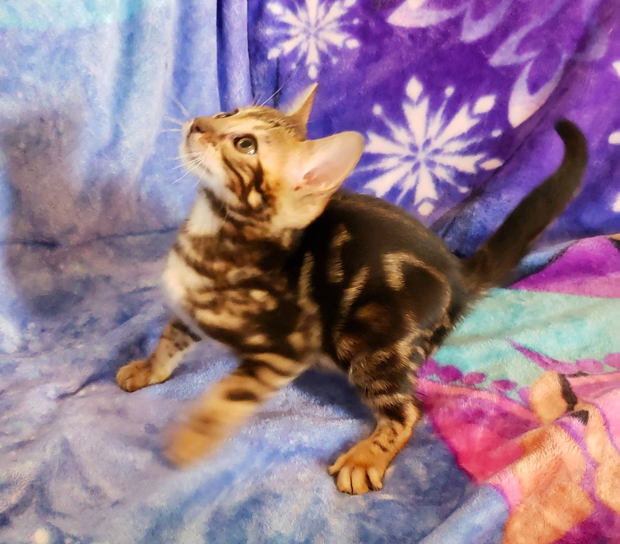 Blacktie Kai joined the competition — help win amazing prizes! carnivore, cat, claw, domestic_short_haired_cat, fawn, felidae, fur, paw, small_to_medium_sized_cats, tail, terrestrial_animal, tree, whiskers, wildlife