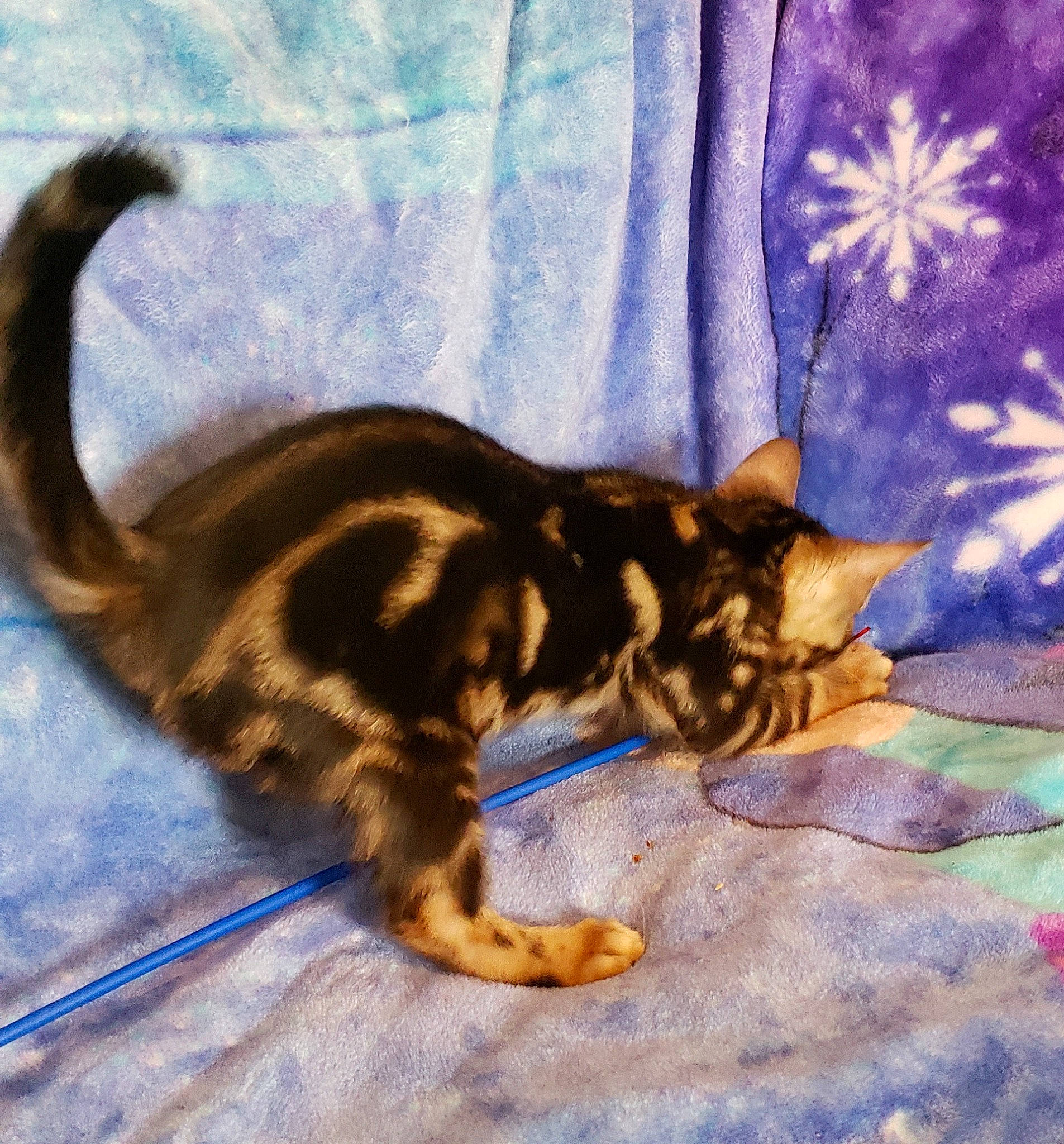 Blacktie Kai is registered to the contest to win money with this photo: carnivore, cat, claw, comfort, domestic_short_haired_cat, electric_blue, fawn, felidae, flooring, fur, linens, nap, paw, shadow, small_to_medium_sized_cats, snout, tail, terrestrial_animal, whiskers