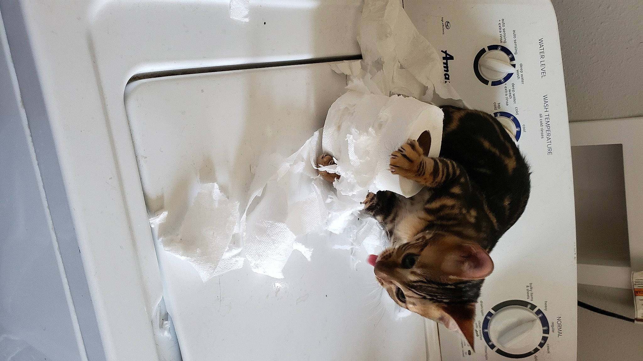 Blacktie Kai joined the competition — help win amazing prizes! cat, domestic_short_haired_cat, felidae, fur, gas, plastic, plastic_bag, room, small_to_medium_sized_cats, tail, vehicle_door, whiskers, wood