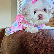 Bambi is registered to the contest to win money with this photo: animal, bow, brown_furniture, close_up, companion, couch, curious_expression, cute, dog, domestic, fluffy, indoor, pet, pink_dress, portrait, resting, small_dog, sunlight, white_fur, window_blinds