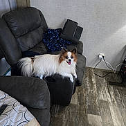 Eevee joined the competition — help win amazing prizes! dog, recliner, indoor, blanket, floor, happy, pet, fur, tongue_out, living_room, cushion, smiling, relaxing, cozy, domestic, wood_floor, brown, white, small_dog, furniture
