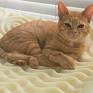 Quincy is registered to the contest to win money with this photo: cat, orange_tabby, pet, animal, indoor, resting, foam_surface, window_blinds, feline, soft_texture, cute, relaxed, ears, whiskers, paws, fur, lying_down, domestic_cat, cozy, home