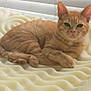 cat, orange_tabby, pet, animal, indoor, resting, foam_surface, window_blinds, feline, soft_texture, cute, relaxed, ears, whiskers, paws, fur, lying_down, domestic_cat, cozy, home