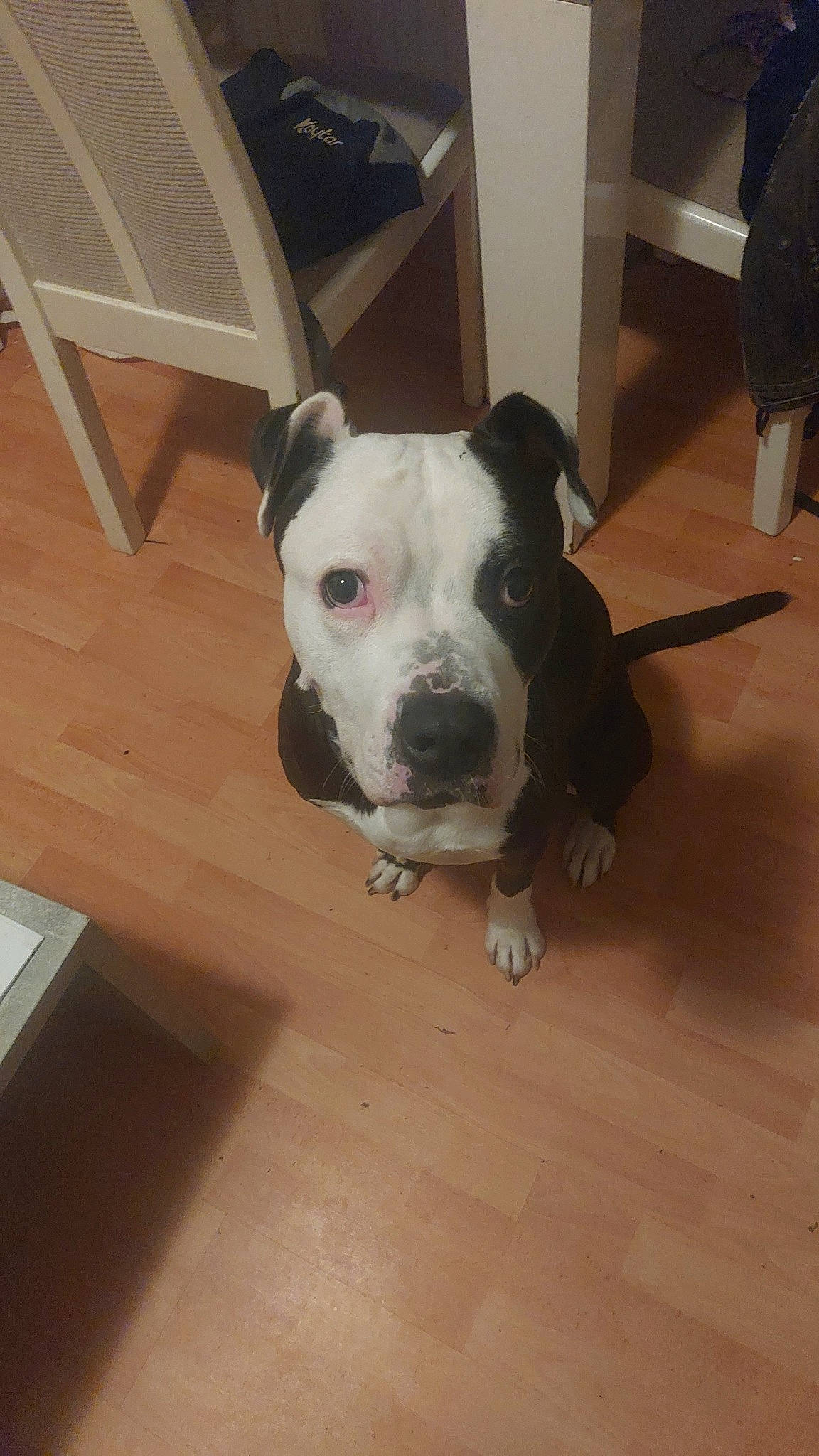 Charles a rejoint le concours — aidez-le/la à gagner de superbes lots ! canidae, carnivore, collar, companion_dog, dog, dog_breed, dog_collar, fawn, flooring, hardwood, laminate_flooring, molosser, pet_supply, snout, sporting_group, whiskers, window, wood, wood_flooring, working_animal