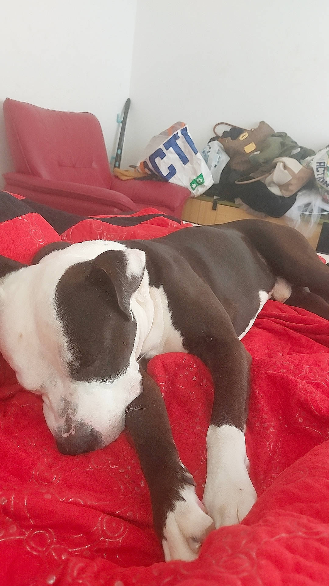 Charles a rejoint le concours — aidez-le/la à gagner de superbes lots ! bored, canidae, carmine, carnivore, collar, comfort, companion_dog, dog, dog_breed, dog_supply, fawn, fur, linens, nap, paw, pet_supply, snout, sporting_group, tail, working_animal