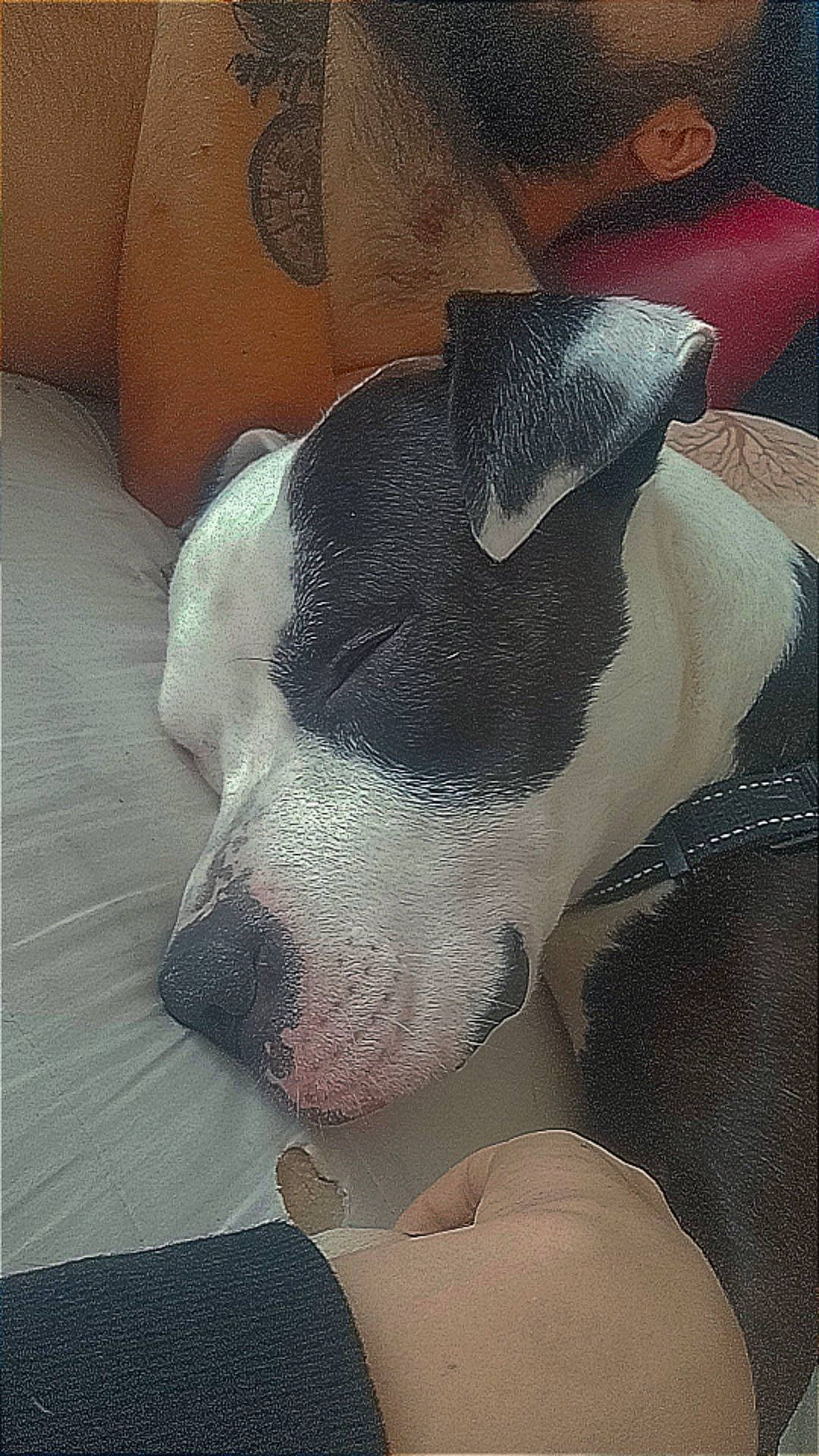 Charles participe au concours pour gagner de l'argent avec cette photo : canidae, carnivore, comfort, companion_dog, dog, dog_breed, nap, non_sporting_group, paw, sleep, snout, sporting_group, terrestrial_animal, working_animal