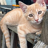 Pim joined the competition — help win amazing prizes! cat, kitten, ginger_cat, orange_tabby, animal, pet, feline, close_up, portrait, blue_eyes, whiskers, ears, paws, tail, relaxed, curious, wooden_fence, outdoor, rustic, photography