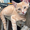 animal, blue_eyes, cat, close_up, curious, ears, feline, ginger_cat, kitten, orange_tabby, outdoor, paws, pet, photography, portrait, relaxed, rustic, tail, whiskers, wooden_fence