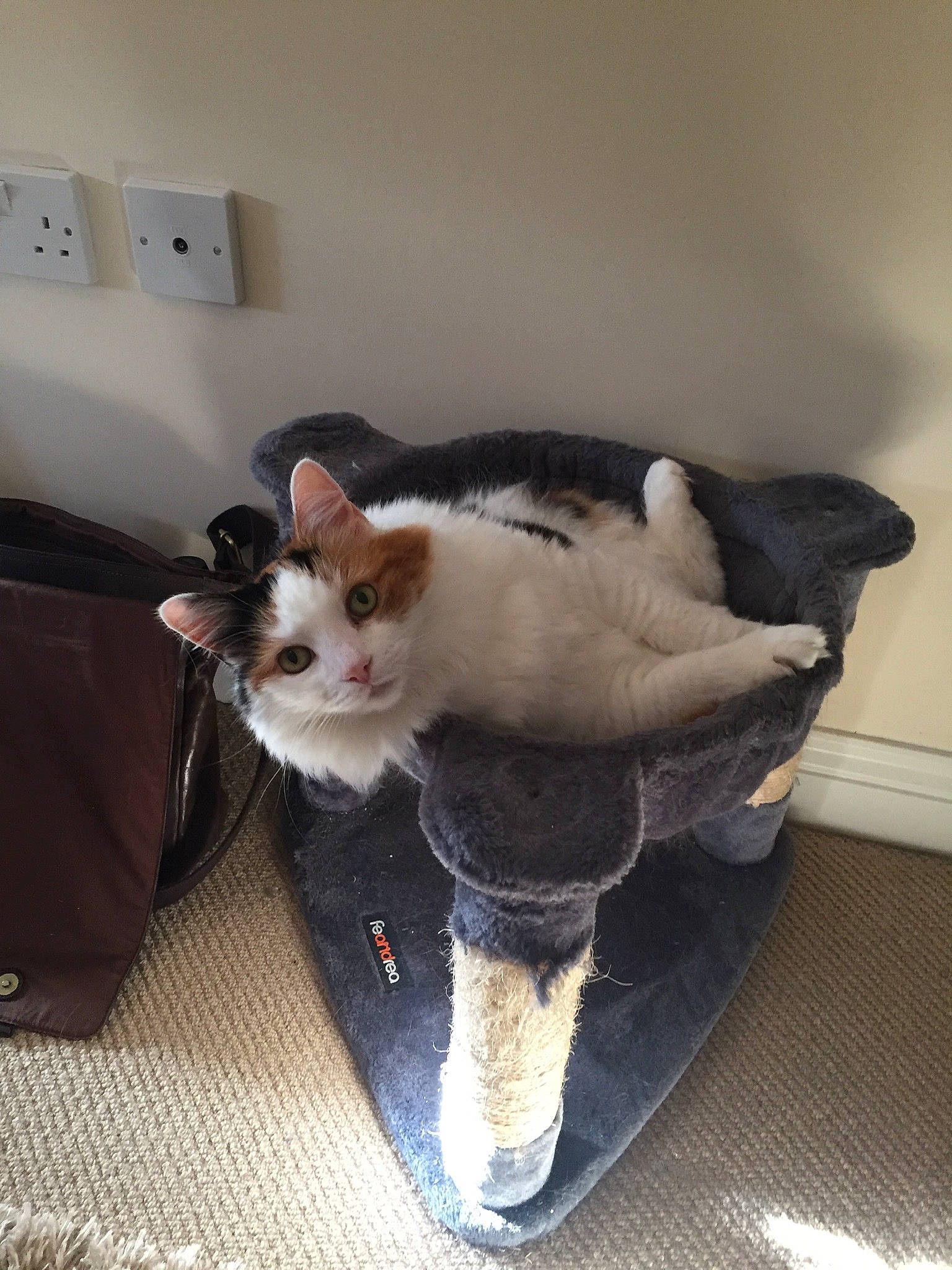 Boo is registered to the contest to win money with this photo: carnivore, cat, domestic_short_haired_cat, felidae, fur, leg, polydactyl_cat, shoe, small_to_medium_sized_cats, tail, whiskers