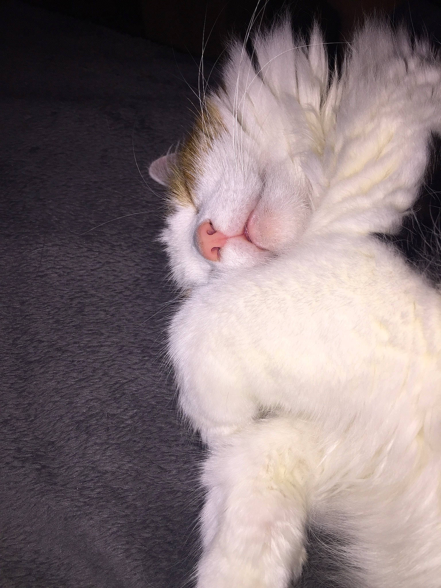 Boo joined the competition — help win amazing prizes! american_curl, carnivore, cat, claw, domestic_long_haired_cat, ear, felidae, fur, nap, norwegian_forest_cat, nose, paw, polydactyl_cat, small_to_medium_sized_cats, snout, tail, turkish_angora, turkish_van, whiskers