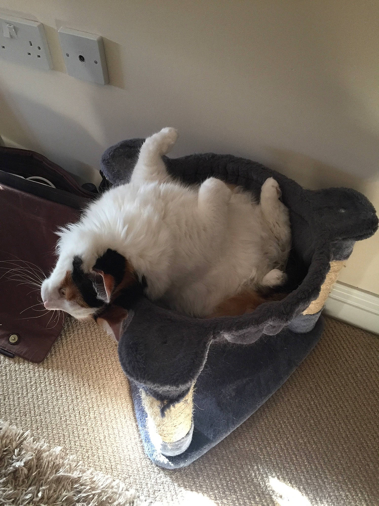 Boo is registered to the contest to win money with this photo: birman, canidae, carnivore, cat, companion_dog, dog_breed, fawn, felidae, small_to_medium_sized_cats, tail