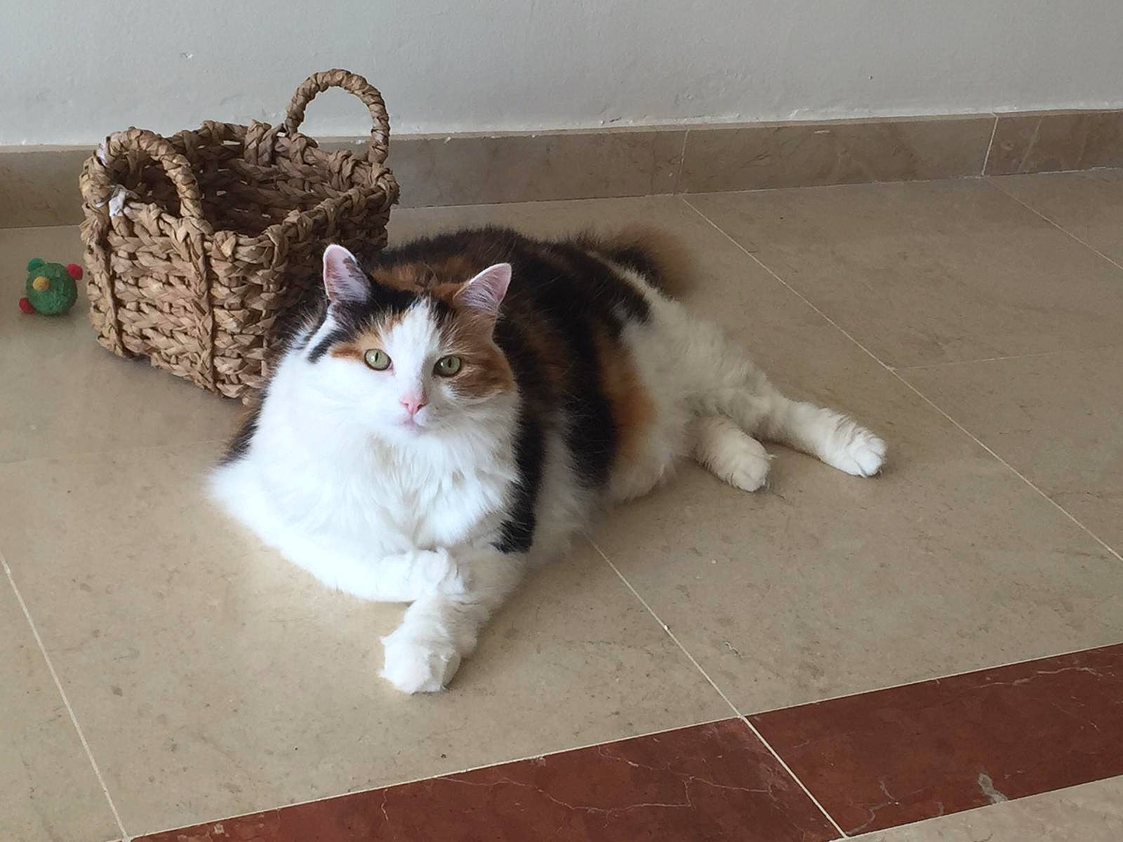 Boo joined the competition — help win amazing prizes! aegean_cat, american_curl, american_wirehair, carnivore, cat, cymric, domestic_short_haired_cat, european_shorthair, felidae, floor, flooring, fur, mammal, norwegian_forest_cat, paw, polydactyl_cat, ragamuffin, small_to_medium_sized_cats, tail, whiskers