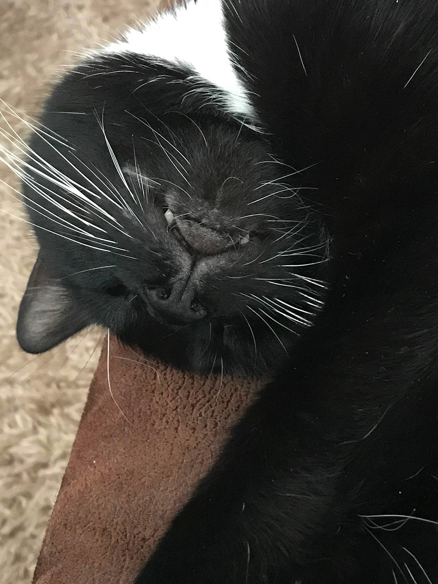 Kevin is registered to the contest to win money with this photo: black, black_and_white, black_cat, carnivore, cat, close_up, felidae, fur, organism, small_to_medium_sized_cats, snout, tail, whiskers