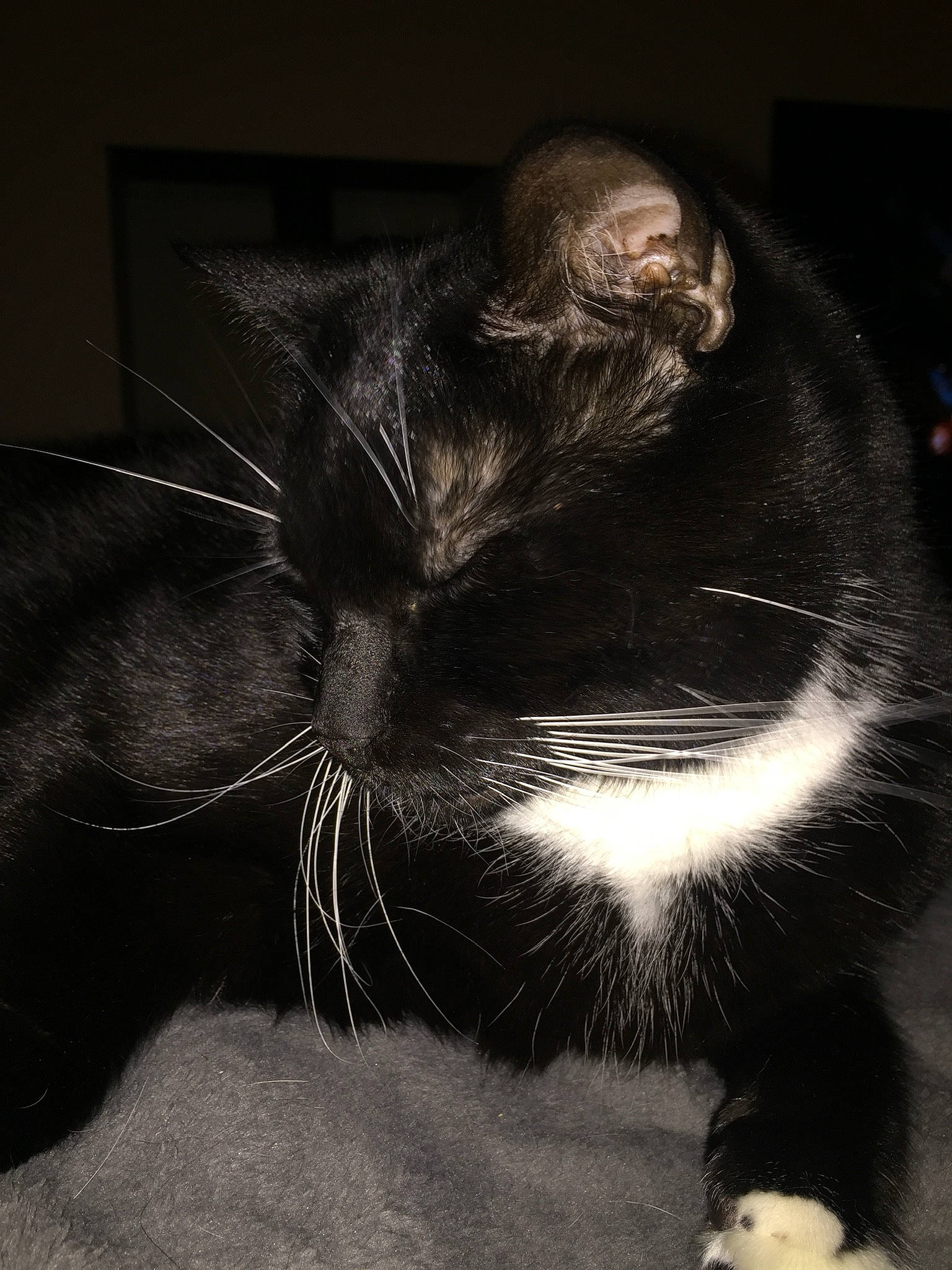 Kevin joined the competition — help win amazing prizes! asian, black, black_and_white, black_cat, carnivore, cat, close_up, darkness, domestic_short_haired_cat, eye, felidae, fur, monochrome, nose, organism, photography, small_to_medium_sized_cats, snout, tail, whiskers