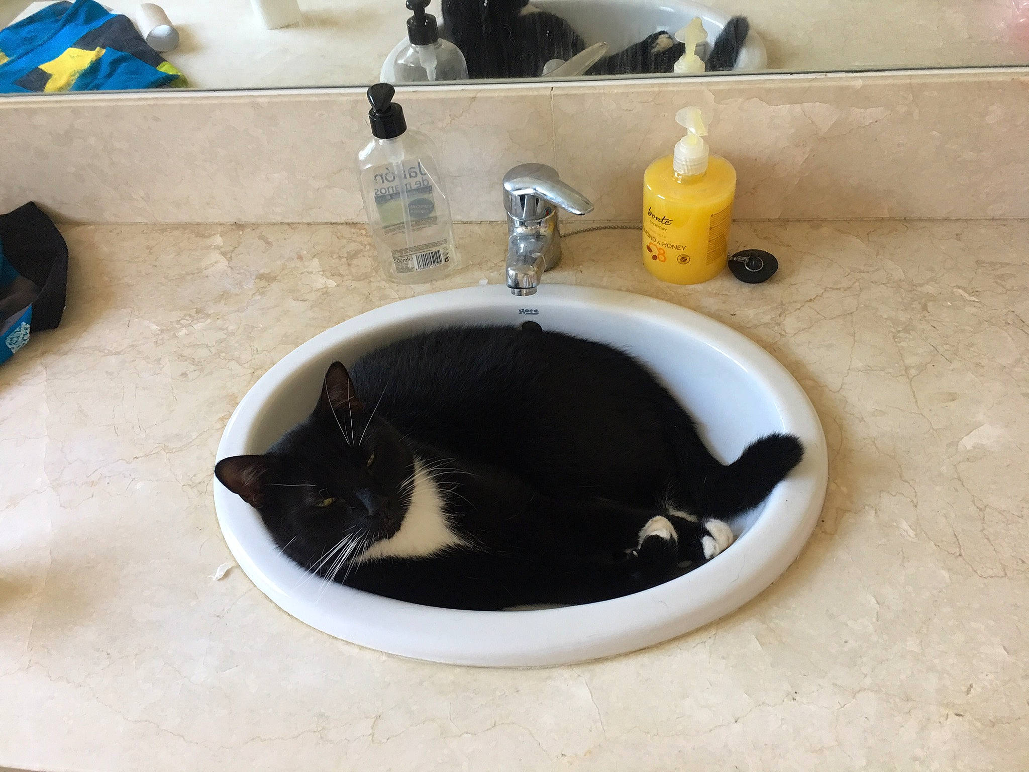 Kevin joined the competition — help win amazing prizes! bathroom, bathroom_sink, bathtub, black_cat, cat, drain, felidae, plumbing_fixture, sink, small_to_medium_sized_cats, tap